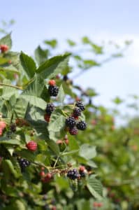 easy blackberry jam