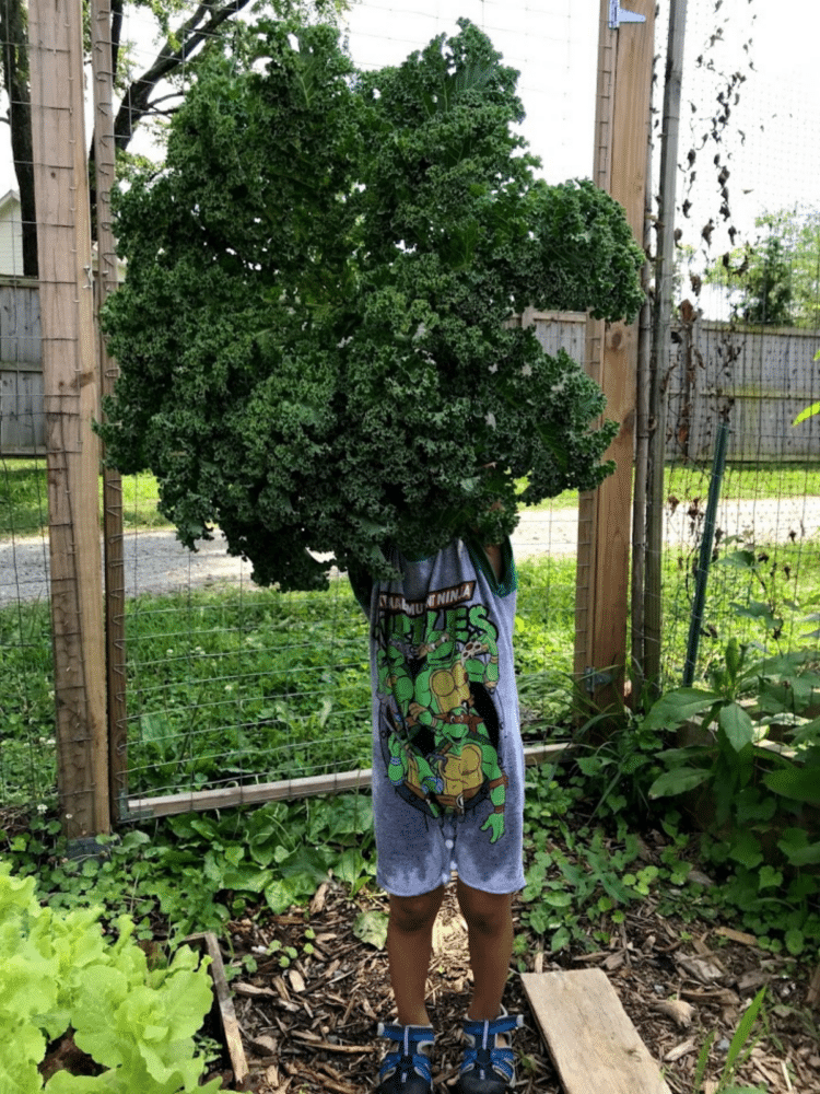 Boy holding a large head of kale that is the same size as him.